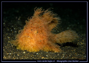 Hairy Yellow Frog Fish... ;O)... by Michel Lonfat 